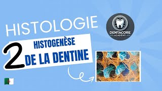 Histogenèse de la dentine  Part 2 🔥 [upl. by Yracaz]