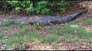 Alligators living in Tennessee [upl. by Ahern]