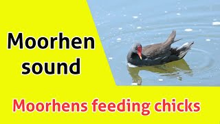 Moorhens feeding chicks  Moorhens chicks sound  Moorhen sound [upl. by Eremahs]