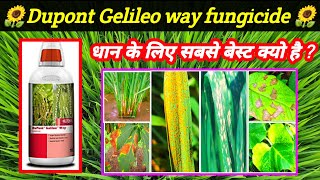 Dupont Gelileo way fungicide  Picoxystrobin 7Propiconazole 12SC Gelileo price dose work result [upl. by Nylanaj]