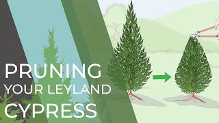 4 Things You Didnt Know About Your Leyland Cypress [upl. by Danell]