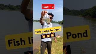 My fish releasing in Pond 💥🌊💦 GIVING FREEDOM to my Fishs telugu fish [upl. by Zachar]