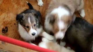 Sheltie Puppies For Sale [upl. by Ynafit163]