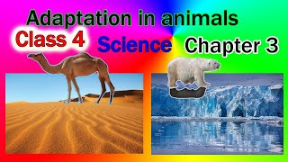 class 4 science chapter 3 Adaptation in animals Adaptation in animals in hindincert cbse [upl. by Dow]