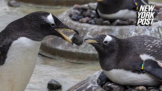 Watch This Penguins Rocking Mating Ritual  New York Post [upl. by Chisholm984]