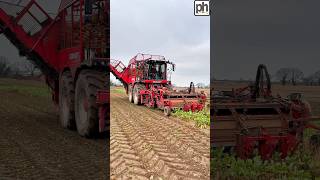 Harvesting Fodder Beet  Vervaet beet harvester agri [upl. by Meaghan]