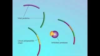 HIV Mechanisms of Action of Protease Inhibitors PIs [upl. by Asaret]