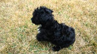 Black Toy Poodle [upl. by Enomor]