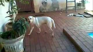 Safira Labrador Sindrome Vestibular0001 Zhenvetwmv [upl. by Werdma]