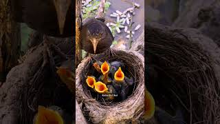 Common blachbird birds  Review Bird Nest [upl. by Taveda]