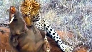 Leopard Kills Warthog in Burrow  Latest Wildlife Sightings [upl. by Quiteria]