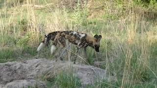 African wild dogs hunting warthog [upl. by Ymiaj]