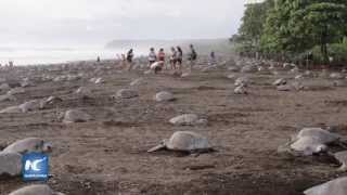 Cientos de miles de tortugas marinas enjambre de playa de Costa Rica [upl. by Anagnos]