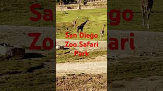 🦏🦁San Diego Zoo Safari Park🚎Africa Tram🦒Giraffe🦵Leg [upl. by Tilly63]