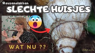 Huisje ziet er heel slecht uit Reuzenslakken [upl. by Orabel]