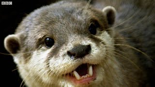 Otters Have a Favourite Rock They Love to Play With  The Science Of Cute  BBC Earth [upl. by Clemmie]