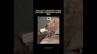 කව්ද සර්ට මේ අපරාදේ කලේ😁🥺😂 shorts foryou pets dogs trending [upl. by Quartas283]