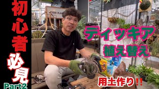 ディッキア‼️用土作り＆植え替え🔰初心者必見！配合も大公開 [upl. by Frodine]