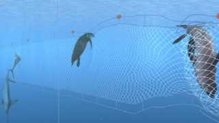 How Seafood is Caught Gillnetting [upl. by Airetal]