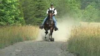 Reverand Homer  Single Footer Stallion [upl. by Lishe]