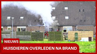 Huisdieren overleden na woningbrand in Delfzijl kind alleen in woning [upl. by Akinyt379]