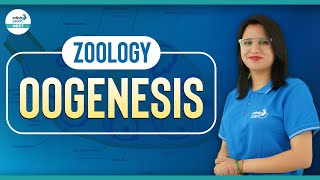 Oogenesis  Zoology  Shorts  Infinity Learn NEET [upl. by Carbo]