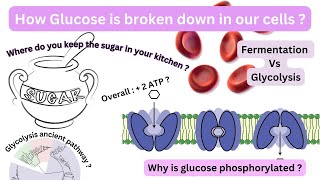 Reactions of glycolysis amp the enzyme catalyzing each reactionEnergetic consequences description [upl. by Yrnehnhoj]