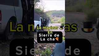 La mayizas están en sierra de la cha🍕 mayitoflaco mexico sinaloa lospshorts lpm [upl. by Luiza]