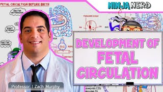 Embryology  Development of Fetal Circulation [upl. by Romain]