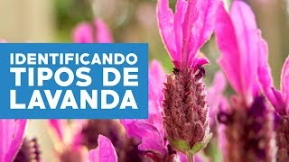 ¿Cómo identificar y cuidar las variedades de lavanda [upl. by Latihs]