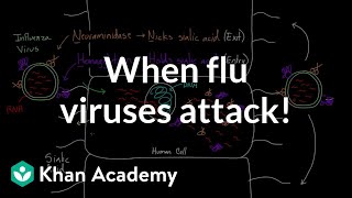 When flu viruses attack  Infectious diseases  Health amp Medicine  Khan Academy [upl. by Akihc818]