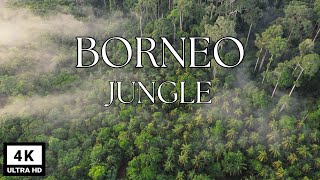 Borneo Jungle 4K  Amazing Tropical Rainforest In Asia  Scenic Relaxation with Calming Music [upl. by Lytsyrk860]