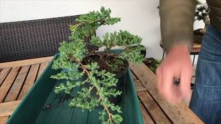 How to Create a Juniper bonsai for cheap Absolute best conifer bonsai for cascade style [upl. by Annaili]