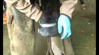 Horse Hoof toe repair edited highlights [upl. by Anilasor]