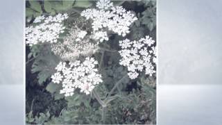 Борщевик сибирский Heracleum sibiricum [upl. by Adnawahs363]