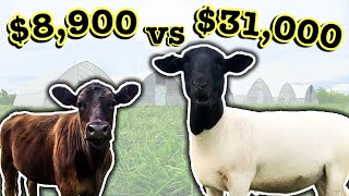 HOW SHEEP EARN 400 MORE THAN COWS  Comparing Cattle Profitability  Micro Ranching for Profit [upl. by Perlman]