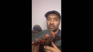 Shoes Skechers Review Review [upl. by Mccullough780]