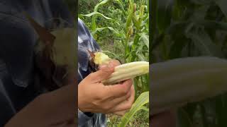 Cómo identificar el elote pra preparar un delicioso atole tradicional TradiciónMexicana corn maiz [upl. by Einnol]