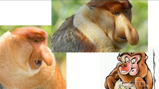 proboscis monkey  long nose monkey [upl. by Anuahsal]