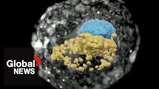 Scientists grow synthetic human embryo without eggs sperm or womb [upl. by Worra581]