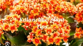 Kalanchoe plant ke bareme puri jankari Kalanchoe plant tips [upl. by Dragon]