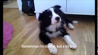 Border collie puppy obedience with Zar 3 months [upl. by Nevuer]