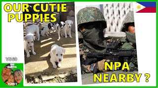 V560  NPA NEARBY  OUR CUTTIE PUPPIES  THE GARCIA FAMILY [upl. by Jit]