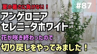 87 アンゲロニア セレニータホワイト 7月中旬花が咲き終わったので切り戻しをやってみたいと思います😄 [upl. by Nbi]