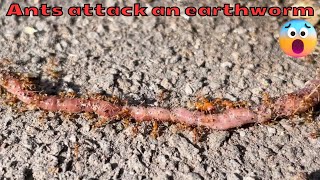 Big headed ants attacking a live earthworm [upl. by Atiuqin]