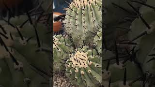 This incredible copiapoa cinerea specimen won best cactus at my local show recently [upl. by Esilrahc628]