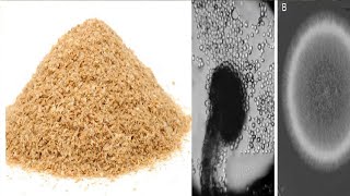 Production and Characterization of Xylanase from Aspergillus niger using Wheat Bran Corn Cobs [upl. by Aizitel]