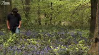 Exploring British Wildlife Bluebells  Natural History Museum [upl. by Elylrac]