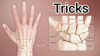 Tricks for carpal bones Hand bones  metacarpal  phalanges in hindi  Anatomy  NEET TRICKS [upl. by Cirdla888]