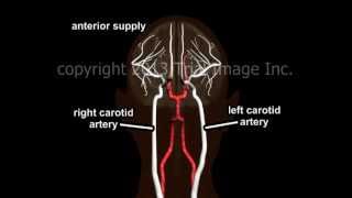 Blood Supply to the Brain  Animation and Narration by Dr Cal Shipley MD [upl. by Neehsuan]